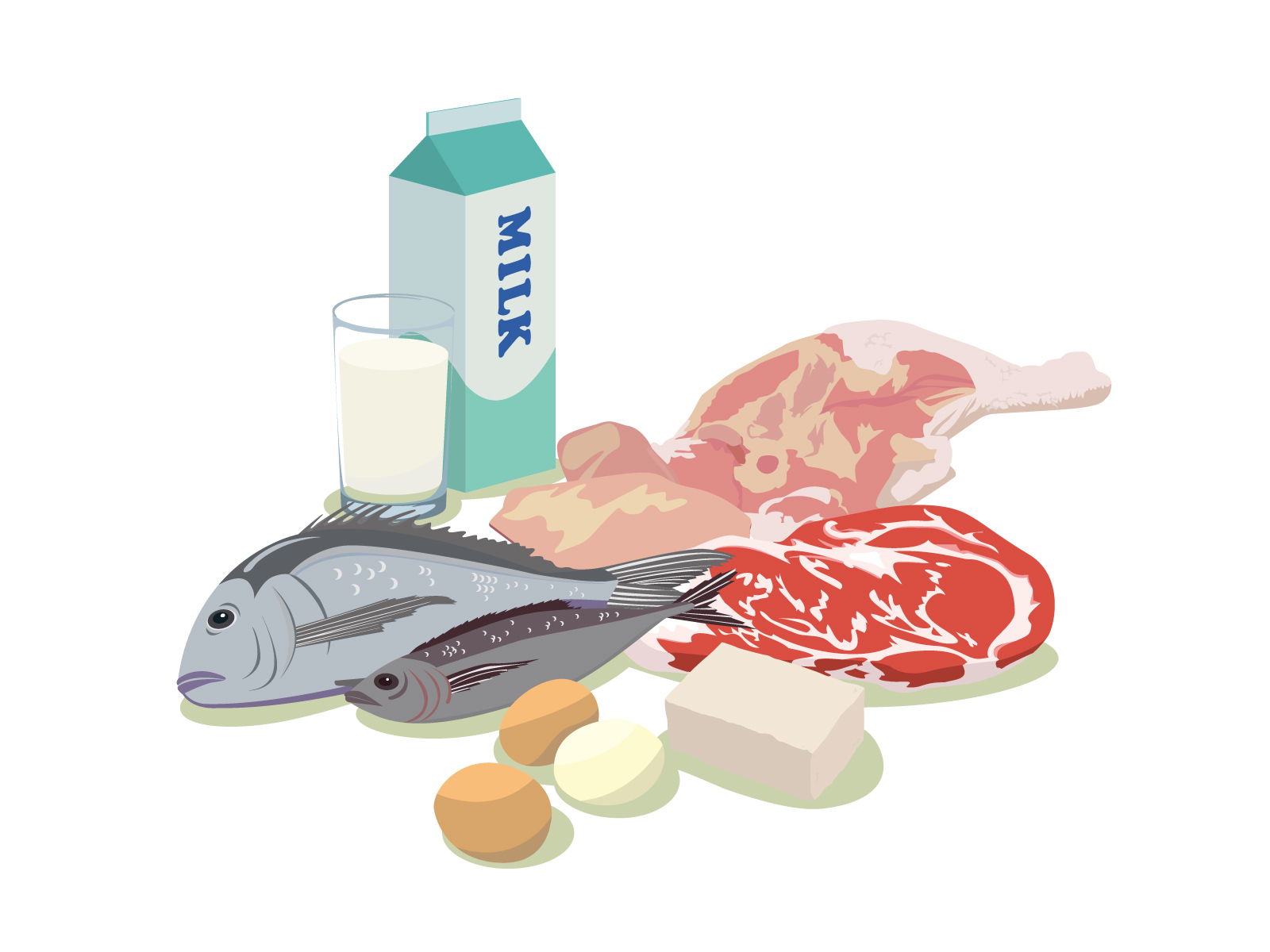 体や筋肉の材料となる、たんぱく質が豊富な食材（肉、魚、卵、豆腐、乳製品）