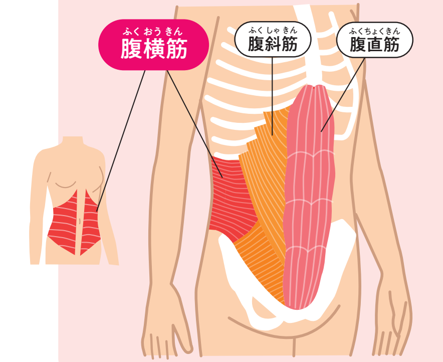 おなかの中の筋肉（腹横筋・腹斜筋・腹直筋）