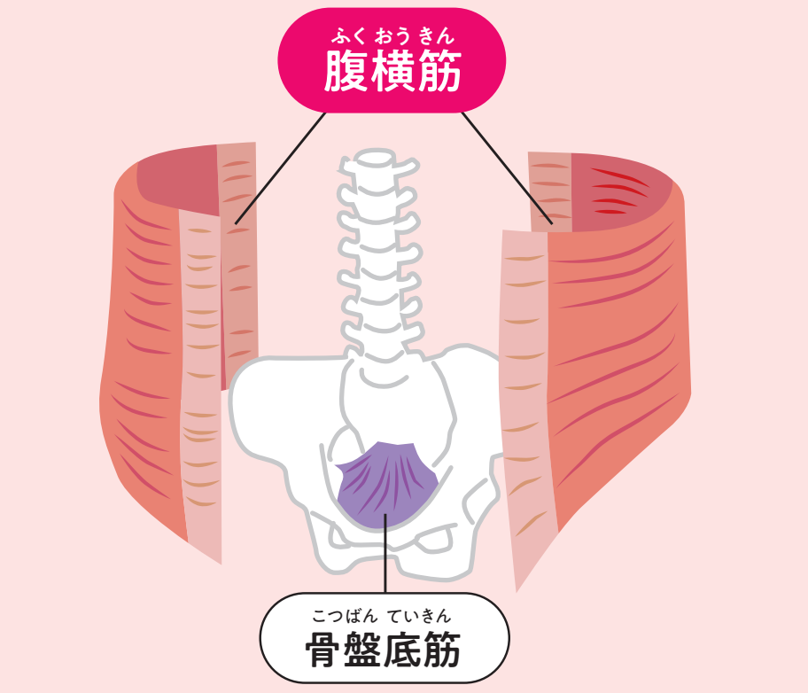 おなかの中の筋肉（腹横筋）、骨盤の中にある骨盤底筋