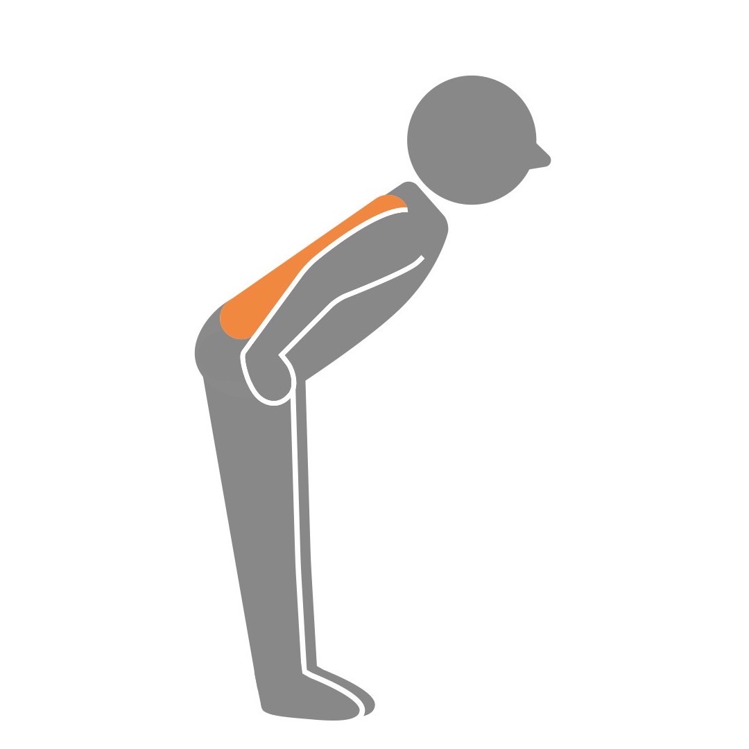 背中と腰のトレーニングの姿勢と、ターゲット筋肉のイメージ（主に脊柱起立筋という背中の筋肉を鍛えるトレーニング）