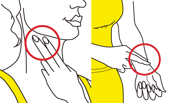 心拍数の確認方法（手首や首筋の動脈に指先をそえて、回数を数える）