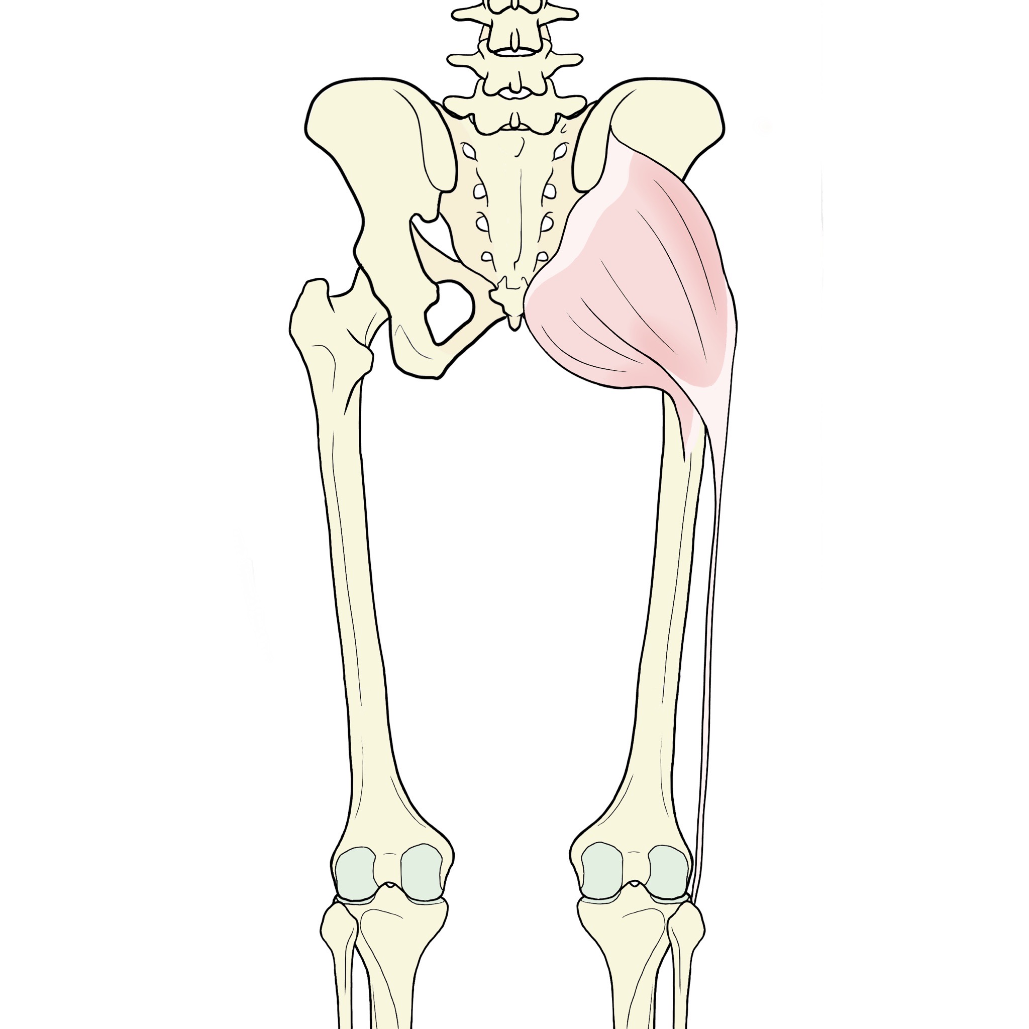 大殿筋（お尻の大きな筋肉で、骨盤の後ろ側から、大腿骨（太ももの骨）の後ろ側に向けてついている）
