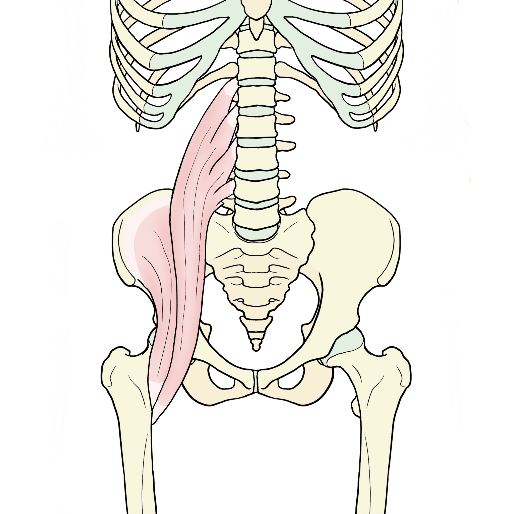 腸腰筋（腸腰筋は１つの筋肉ではなく、大腰筋・小腰筋・腸骨筋の3つの筋肉の総称）