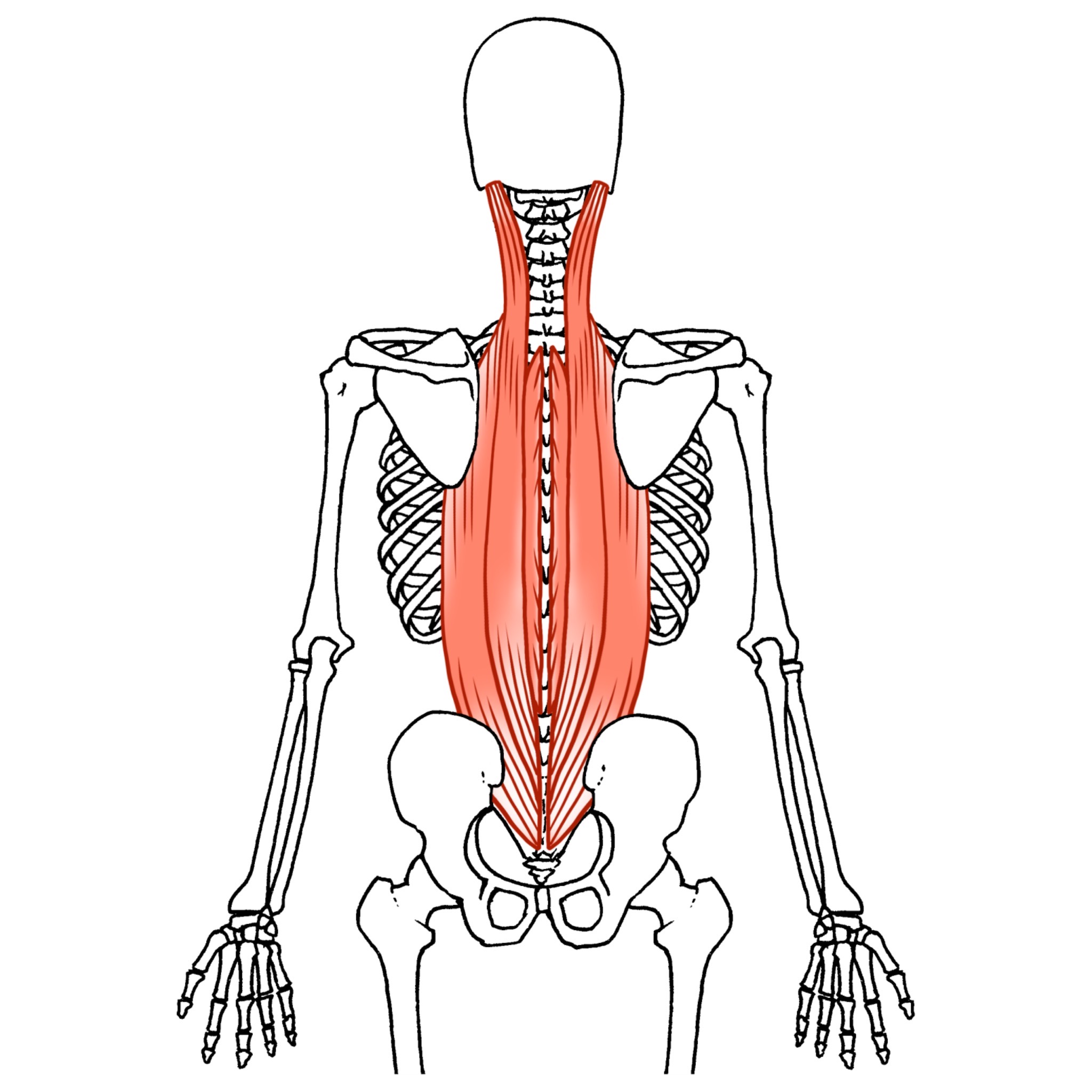脊柱起立筋（背骨から腰骨に向けて、背中の中心部を縦に細長く走っている）