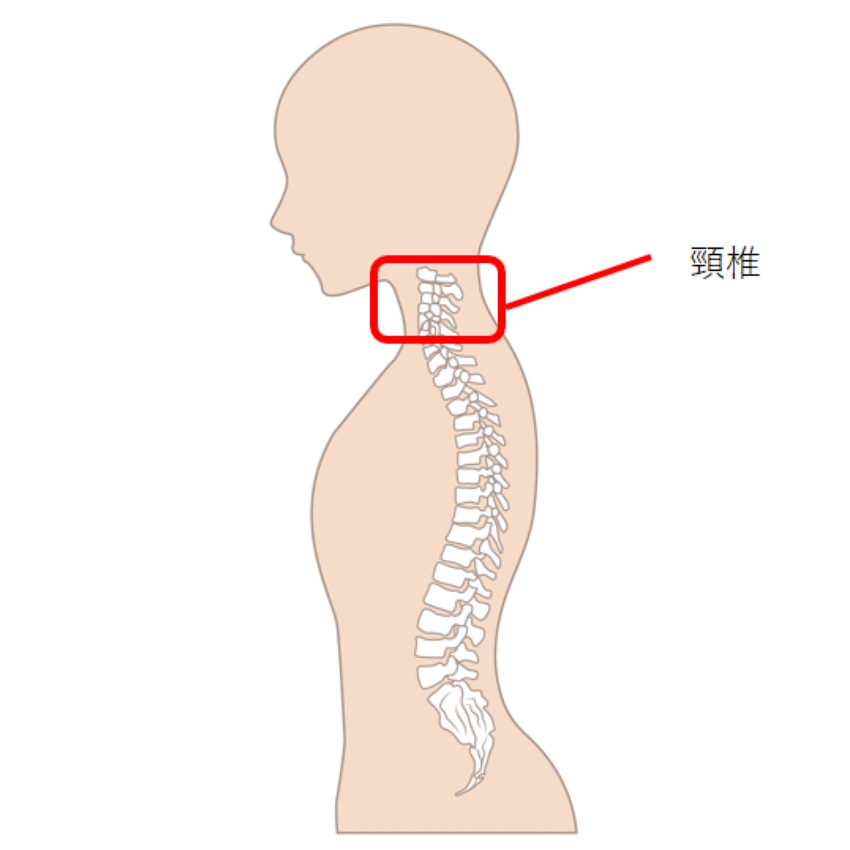 頸椎のイメージ